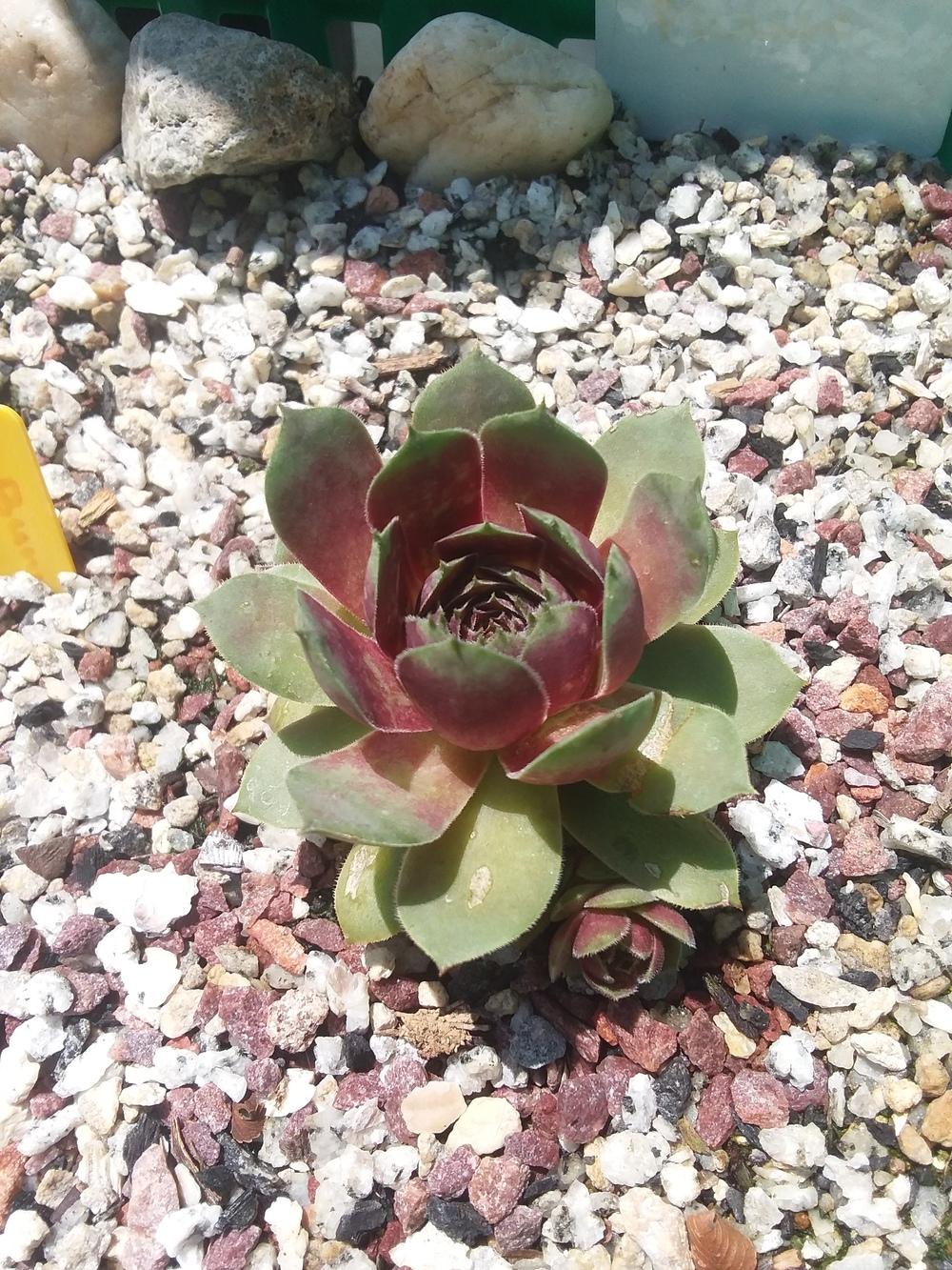 Photo of Hen and Chicks (Sempervivum 'Picasso') uploaded by RoseA32