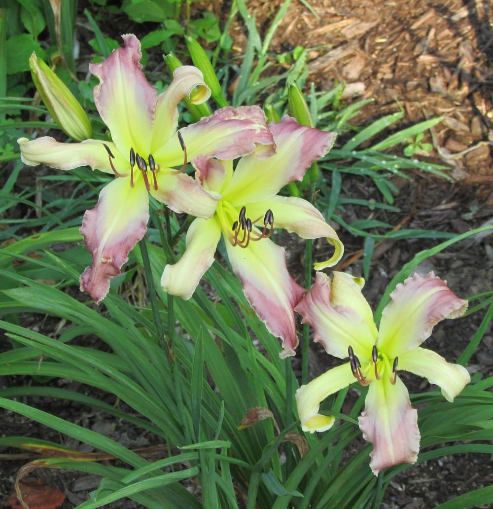 Photo of Daylily (Hemerocallis 'Blues Brother') uploaded by beenthere