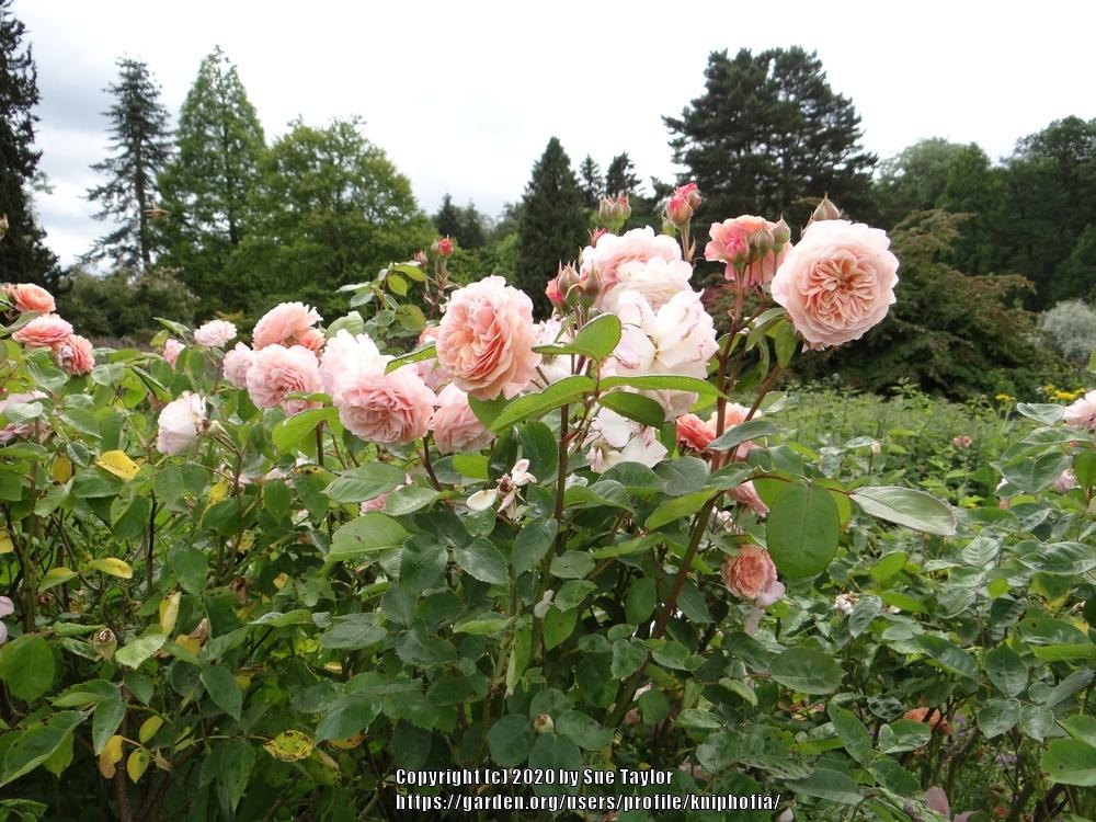 Photo of English Shrub Rose (Rosa 'Leander') uploaded by kniphofia