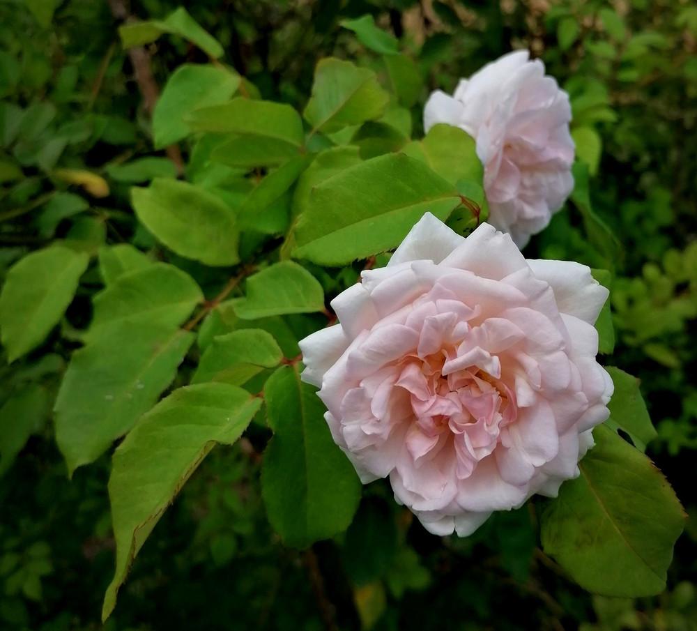Photo of Rose (Rosa 'Madame Alfred Carriere') uploaded by manueldalmeida