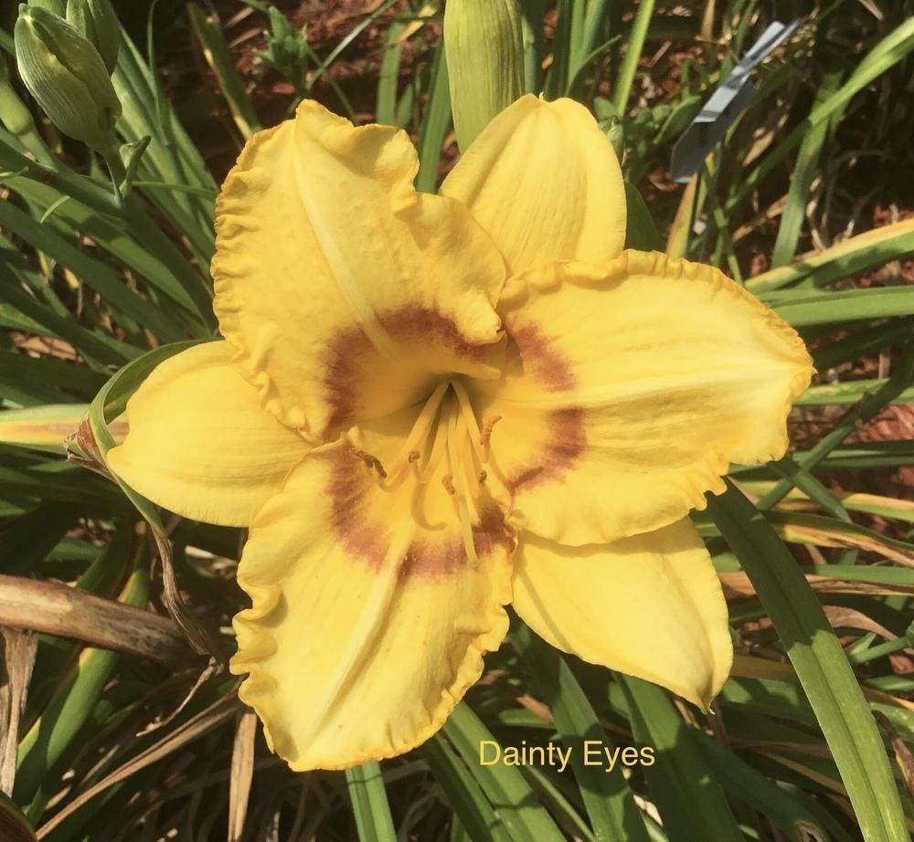Photo of Daylily (Hemerocallis 'Dainty Eyes') uploaded by KYgal