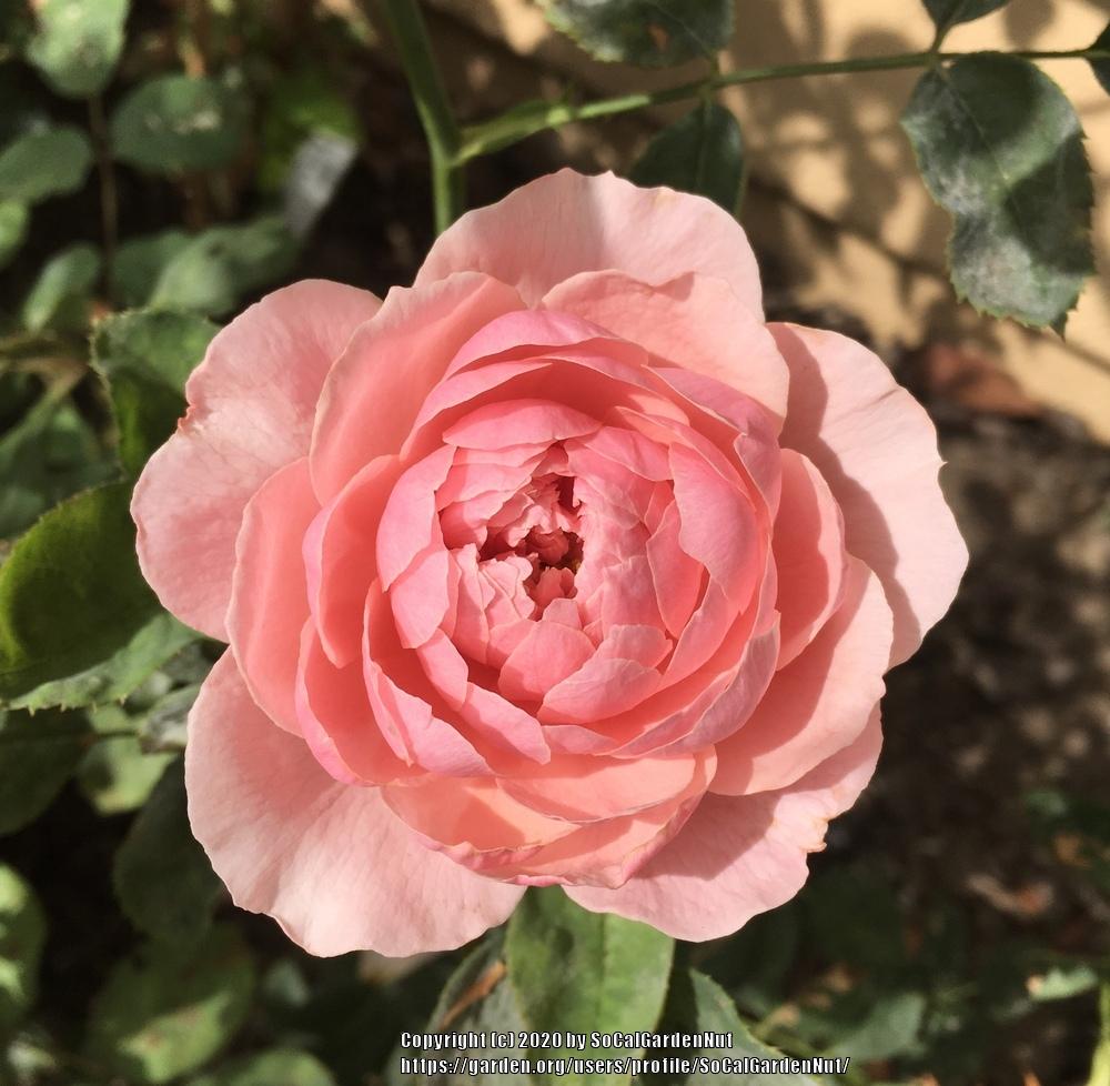 Photo of Rose (Rosa 'Alnwick Castle') uploaded by SoCalGardenNut