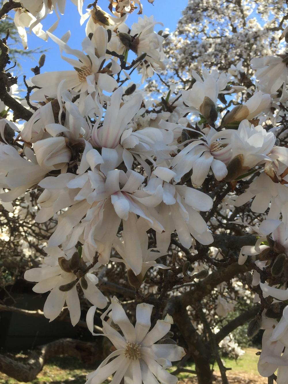 Photo of Star Magnolia (Magnolia stellata) uploaded by WhistlingWisteria