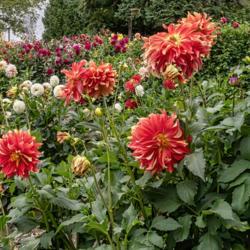 Location: Dahlia Hill, Midland, Michigan
Date: 2018-09-19
Bodacious, front and center, as is appropriate for its name.