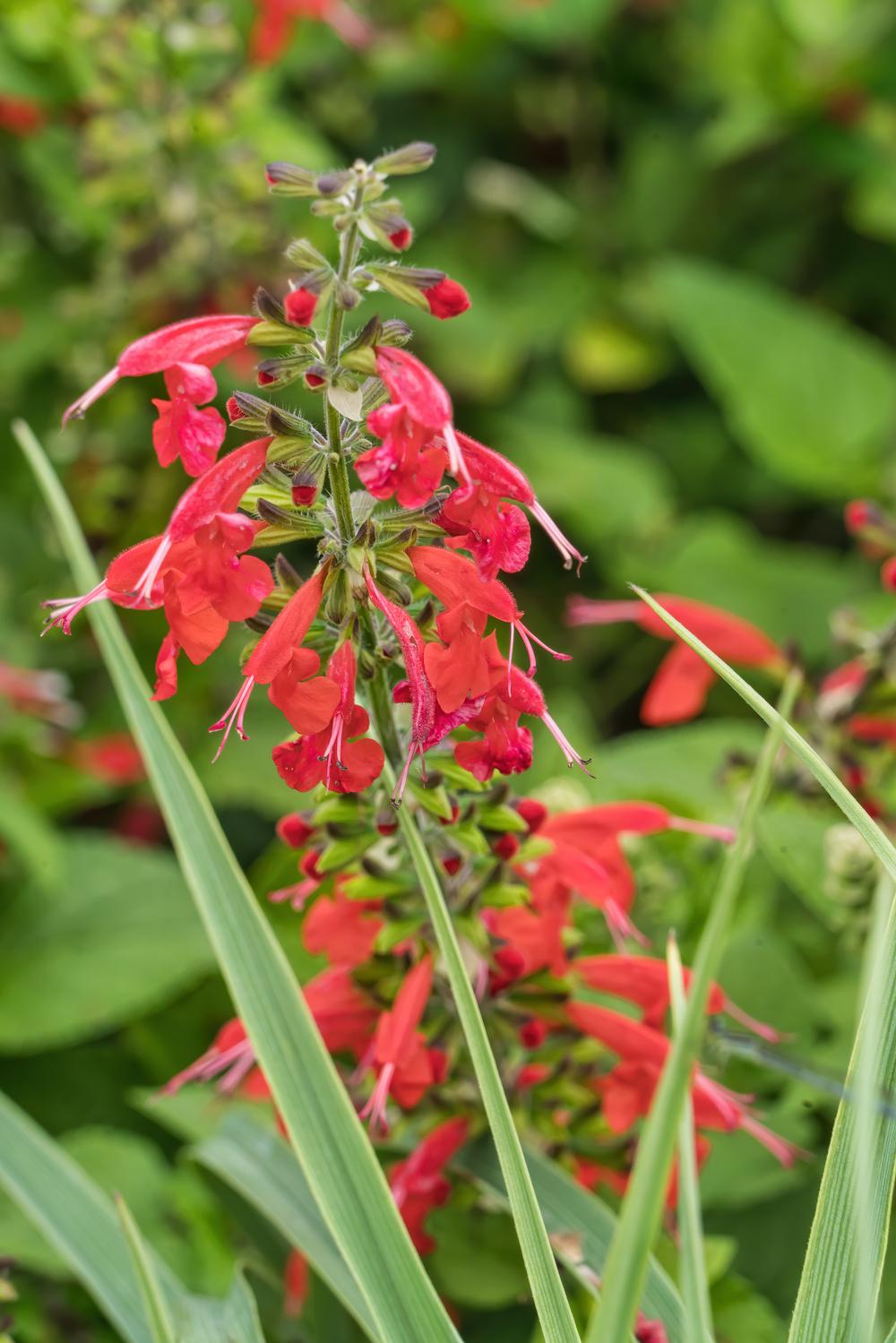 Photo of Texas Sage (Salvia coccinea 'Forest Fire') uploaded by arctangent