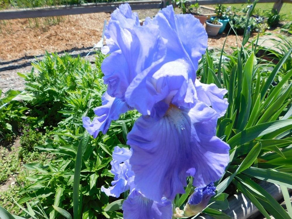 Photo of Tall Bearded Iris (Iris 'Victoria Falls') uploaded by gardenglassgems