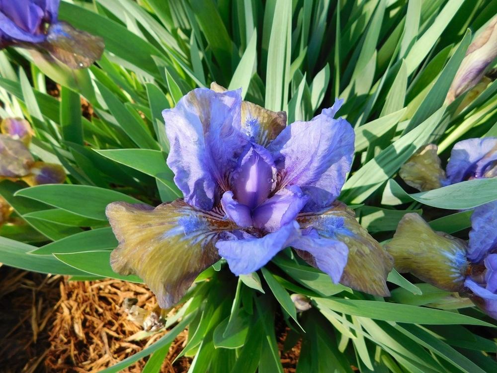 Photo of Standard Dwarf Bearded Iris (Iris 'What Again') uploaded by gardenglassgems