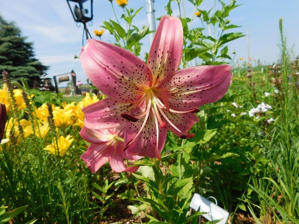 Photo of Lily (Lilium 'Iowa Rose') uploaded by gardenglassgems