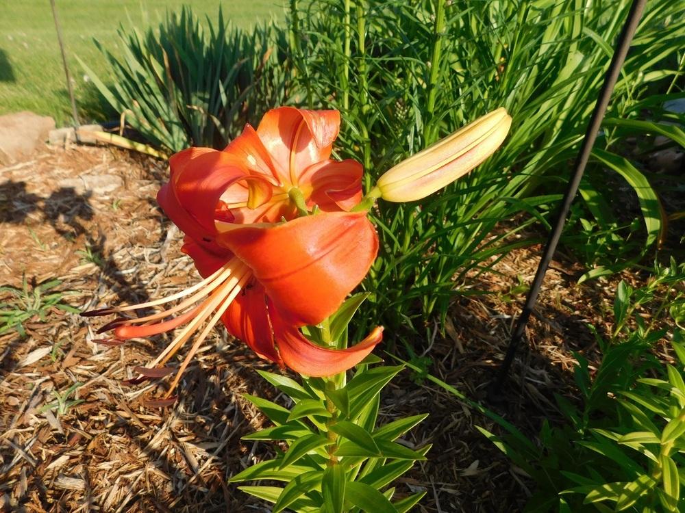 Photo of Lily (Lilium 'Firetruck') uploaded by gardenglassgems
