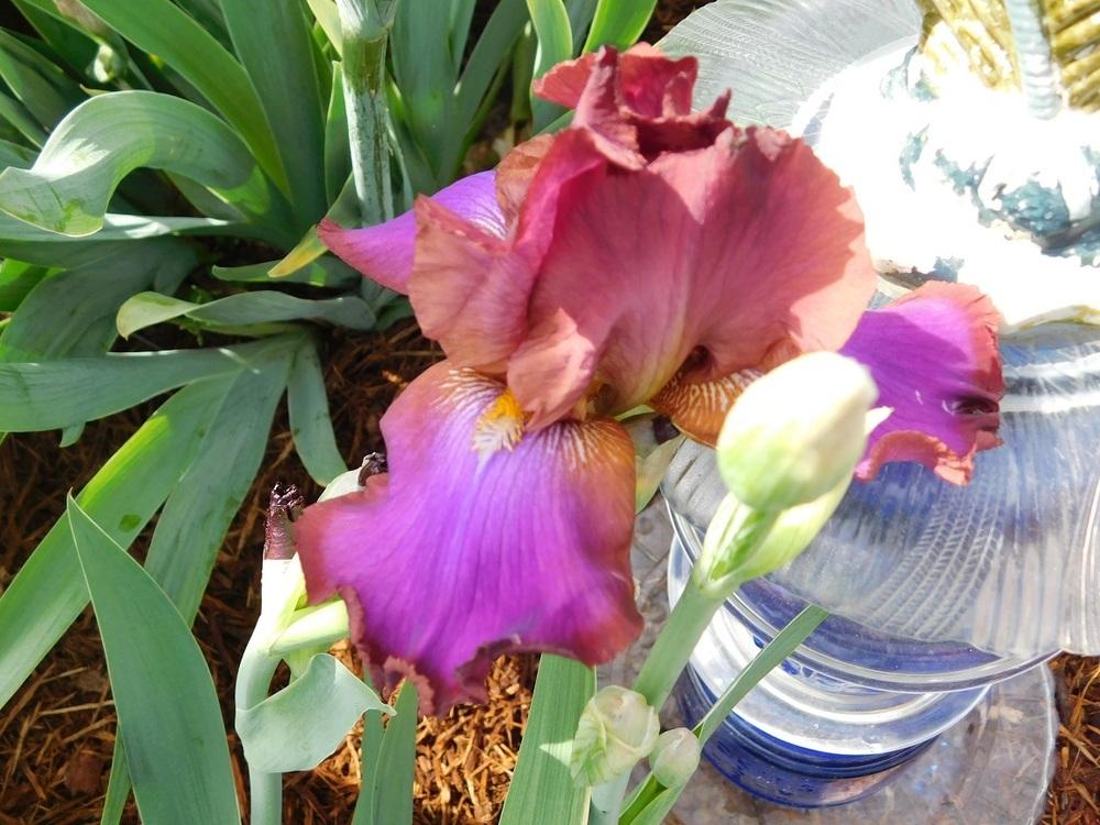 Photo of Tall Bearded Iris (Iris 'Xanthippe's Halo') uploaded by gardenglassgems