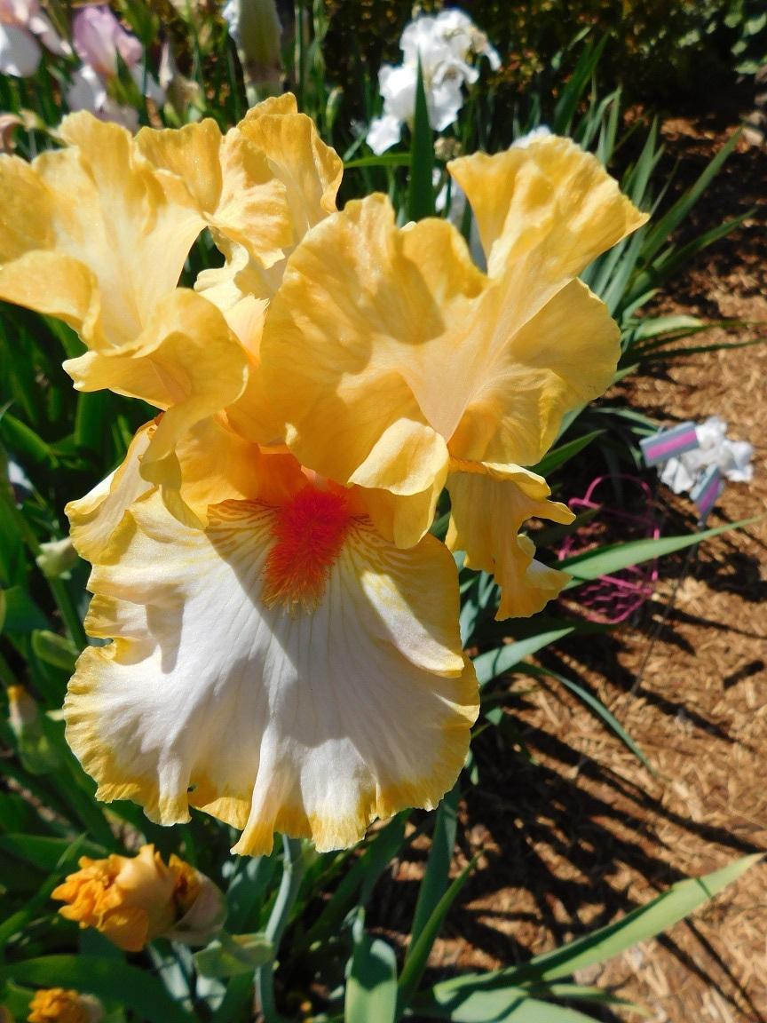 Photo of Tall Bearded Iris (Iris 'Champagne Waltz') uploaded by gardenglassgems