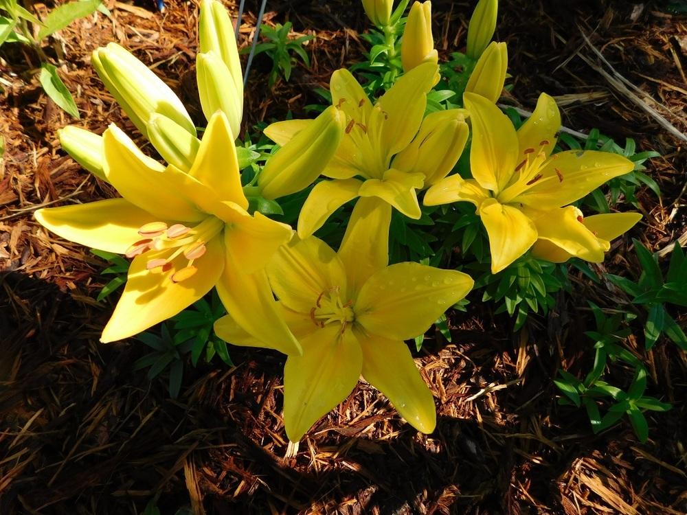 Photo of Lily (Lilium Lily Looks™ Tiny Glow) uploaded by gardenglassgems