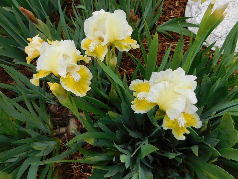 Photo of Standard Dwarf Bearded Iris (Iris 'With Castanets') uploaded by gardenglassgems