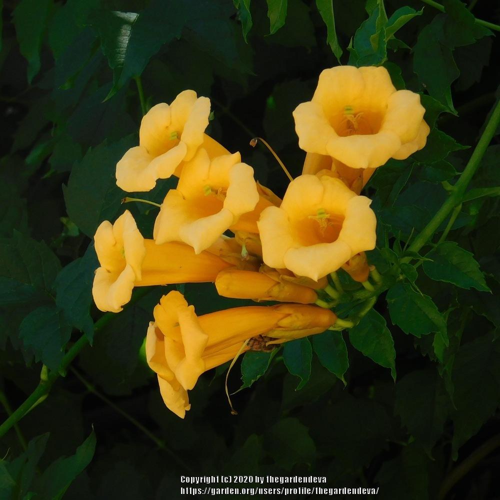Photo of Yellow Trumpet Vine (Campsis radicans 'Flava') uploaded by thegardendeva