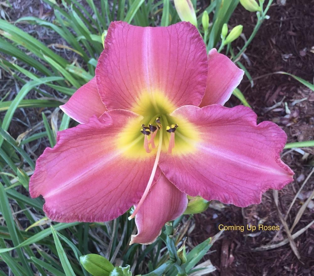 Photo of Daylily (Hemerocallis 'Coming Up Roses') uploaded by KYgal