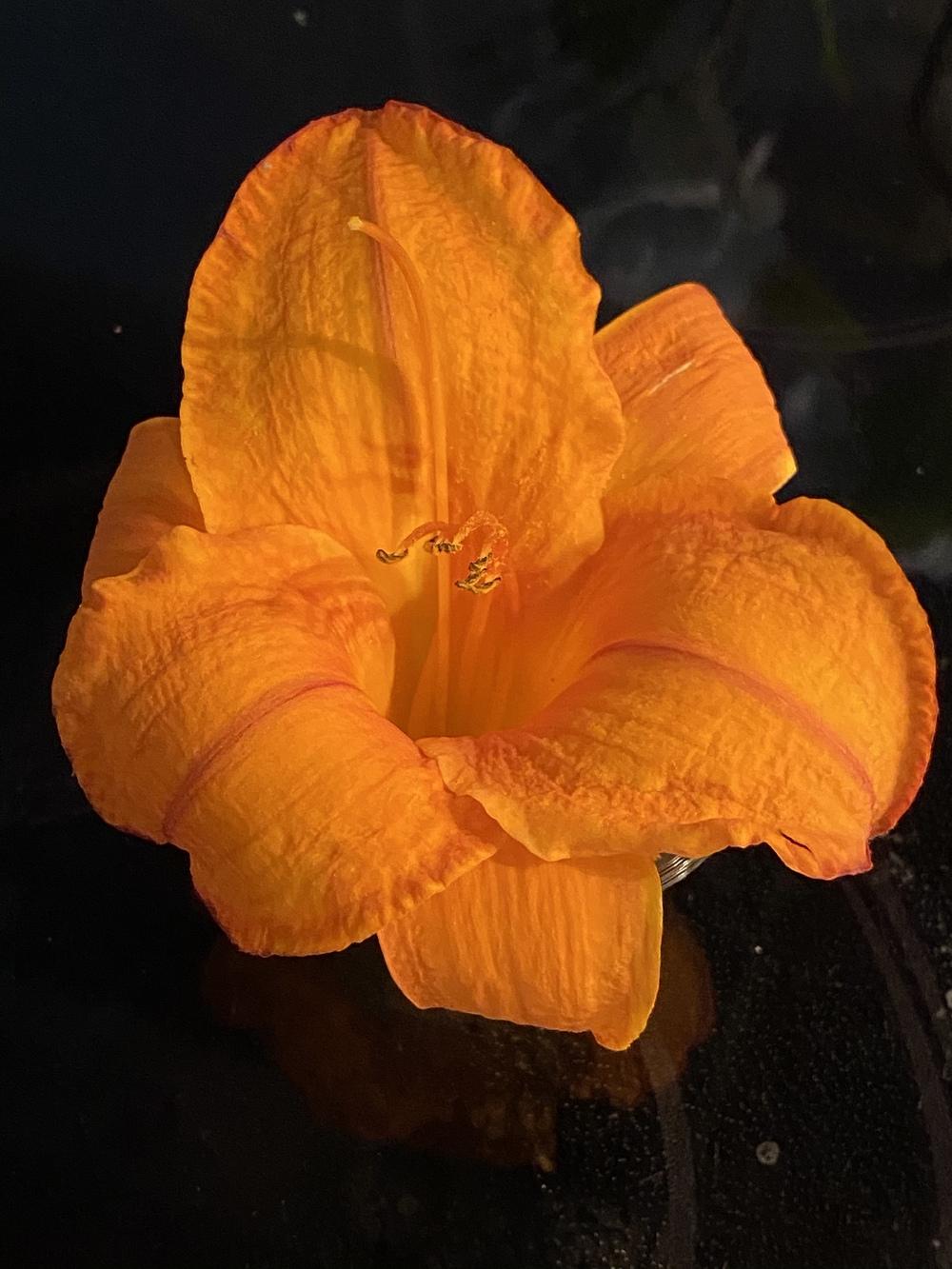 Photo of Daylily (Hemerocallis 'Mauna Loa') uploaded by Legalily