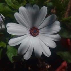 Location: San Diego, California 
Date: 2020-07-08
White_African_Daisy