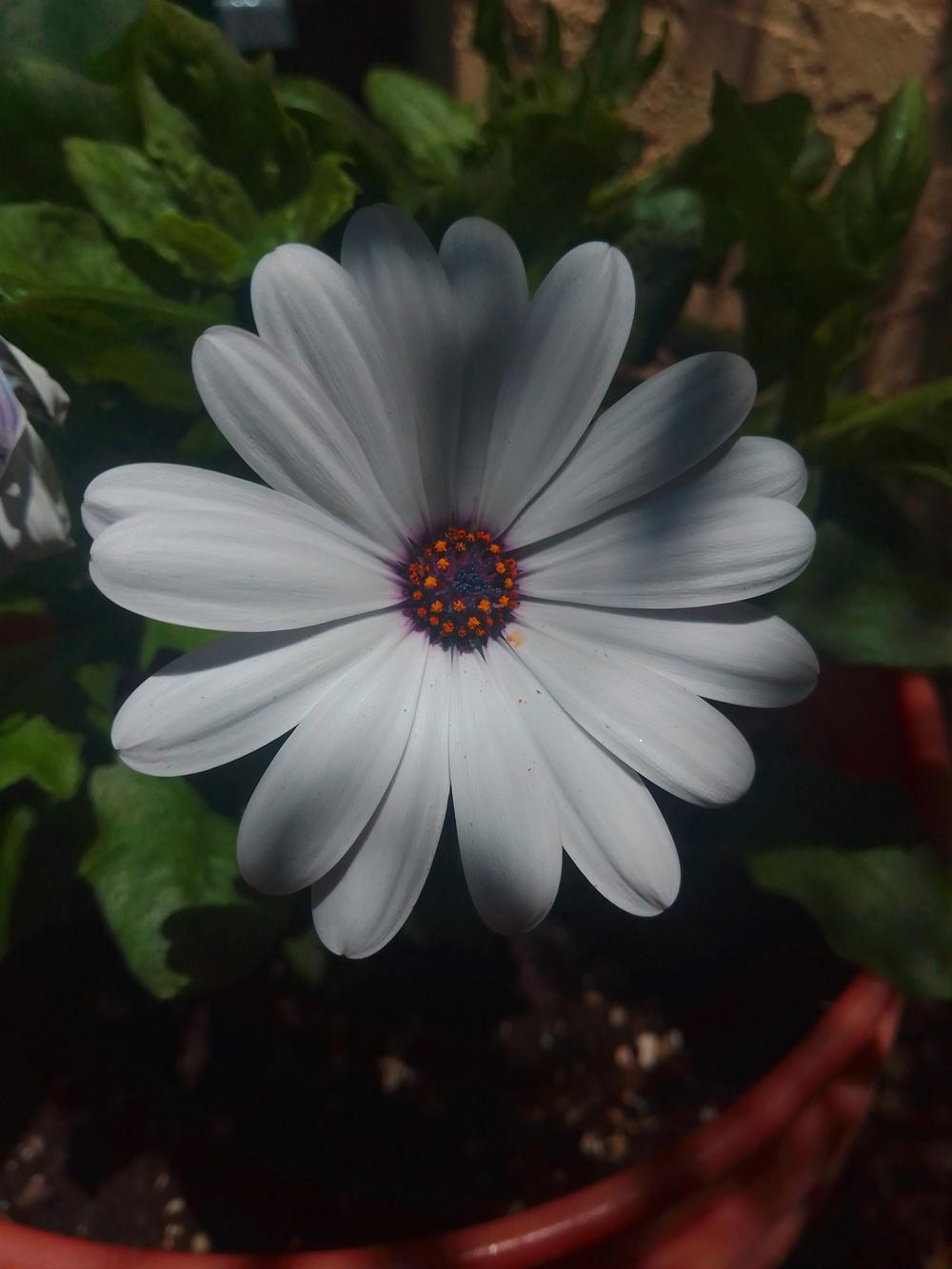 Photo of African Daisy (Osteospermum Serenity™ White Improved) uploaded by Paps_8