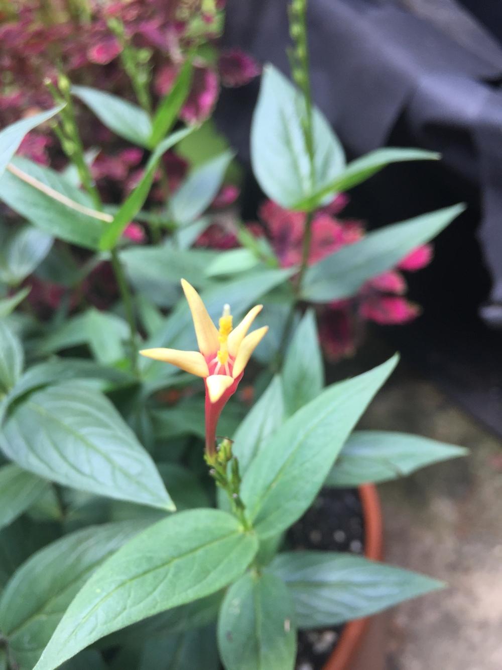 Photo of Indian Pink (Spigelia marilandica) uploaded by WhistlingWisteria