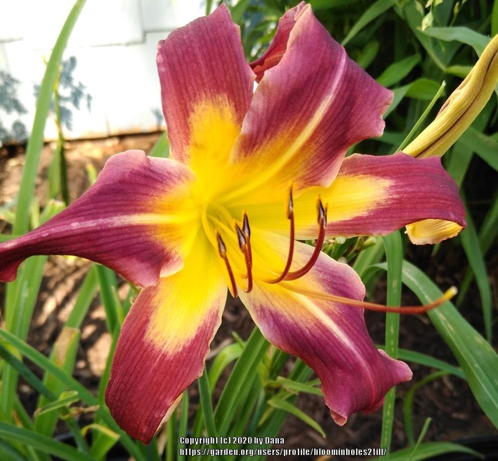 Photo of Daylily (Hemerocallis 'Eggplant Escapade') uploaded by bloominholes2fill