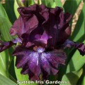 Image courtesy of Sutton Iris Gardens. All rights reserved.