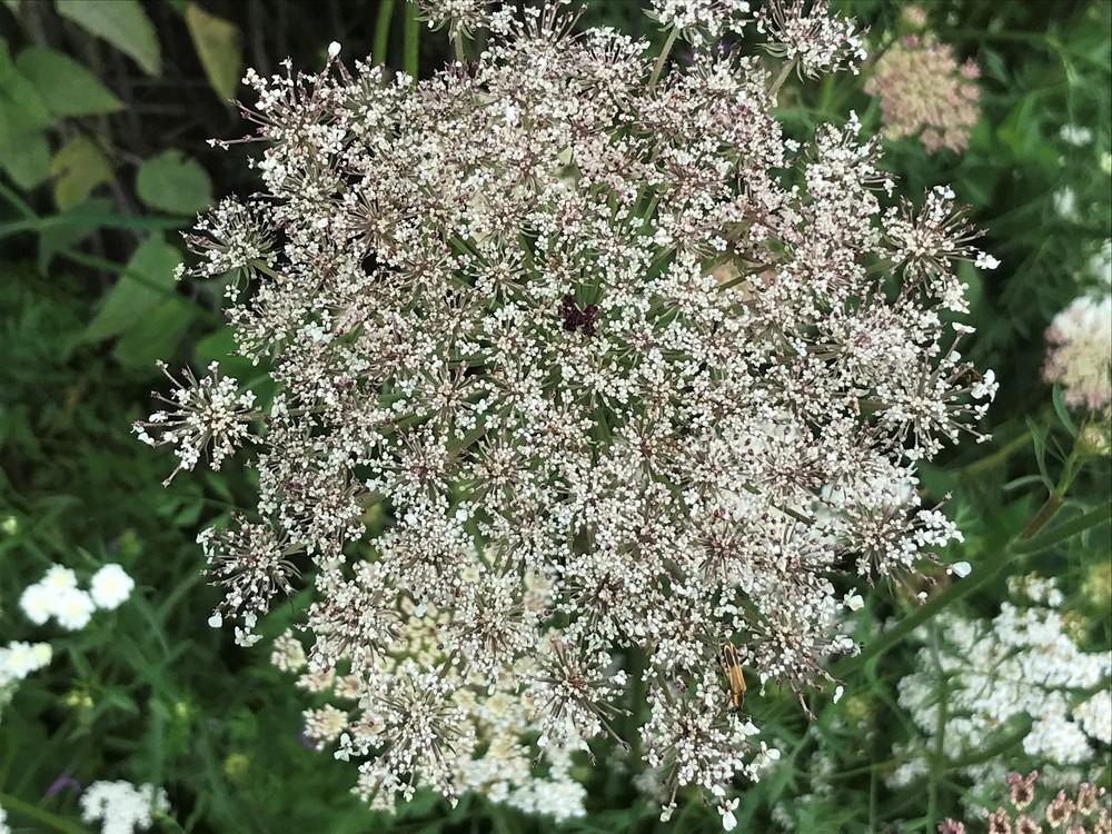 Photo of Queen Anne's Lace (Daucus carota) uploaded by nativeplantlover