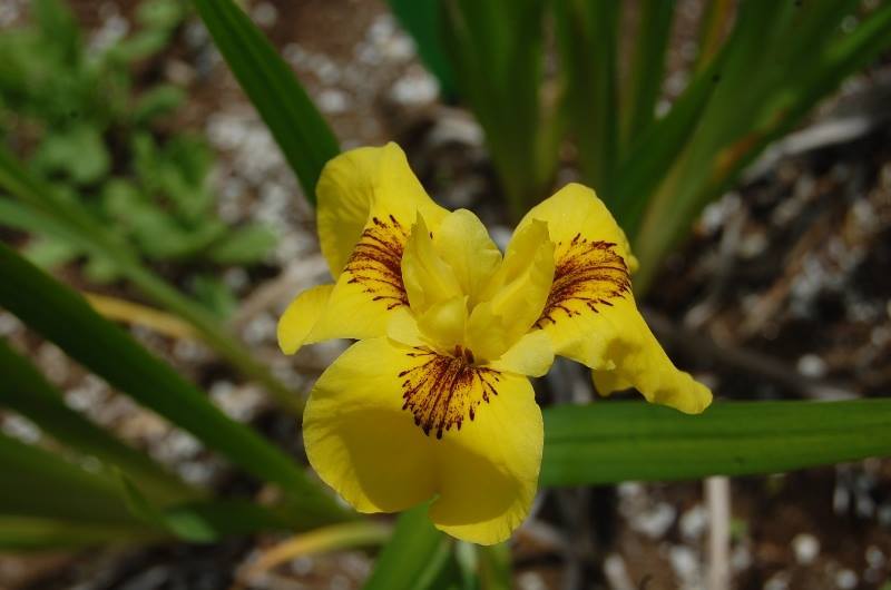 Photo of Yellow Flag (Iris pseudacorus) uploaded by pixie62560
