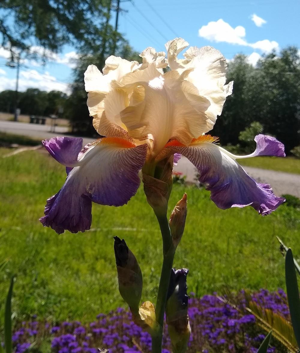 Photo of Tall Bearded Iris (Iris 'Wings at Dawn') uploaded by Gretchenlasater