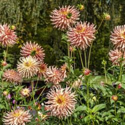 Location: Dahlia Hill, Midland, Michigan
Date: 2019-10-10
Blooms of Camano Sitka on tall stems