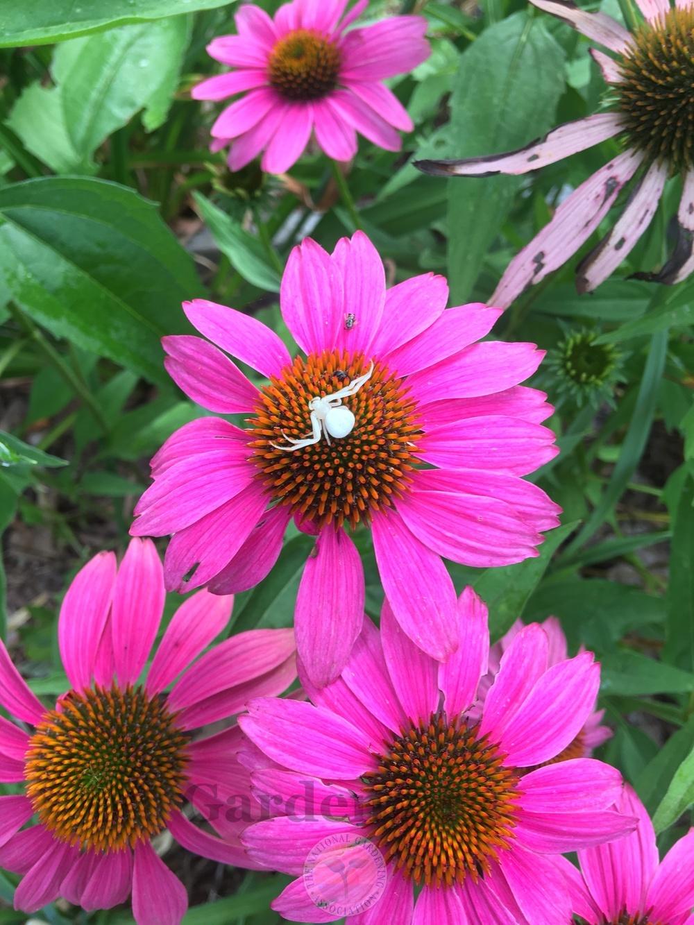 Photo of Coneflowers (Echinacea) uploaded by chickhill