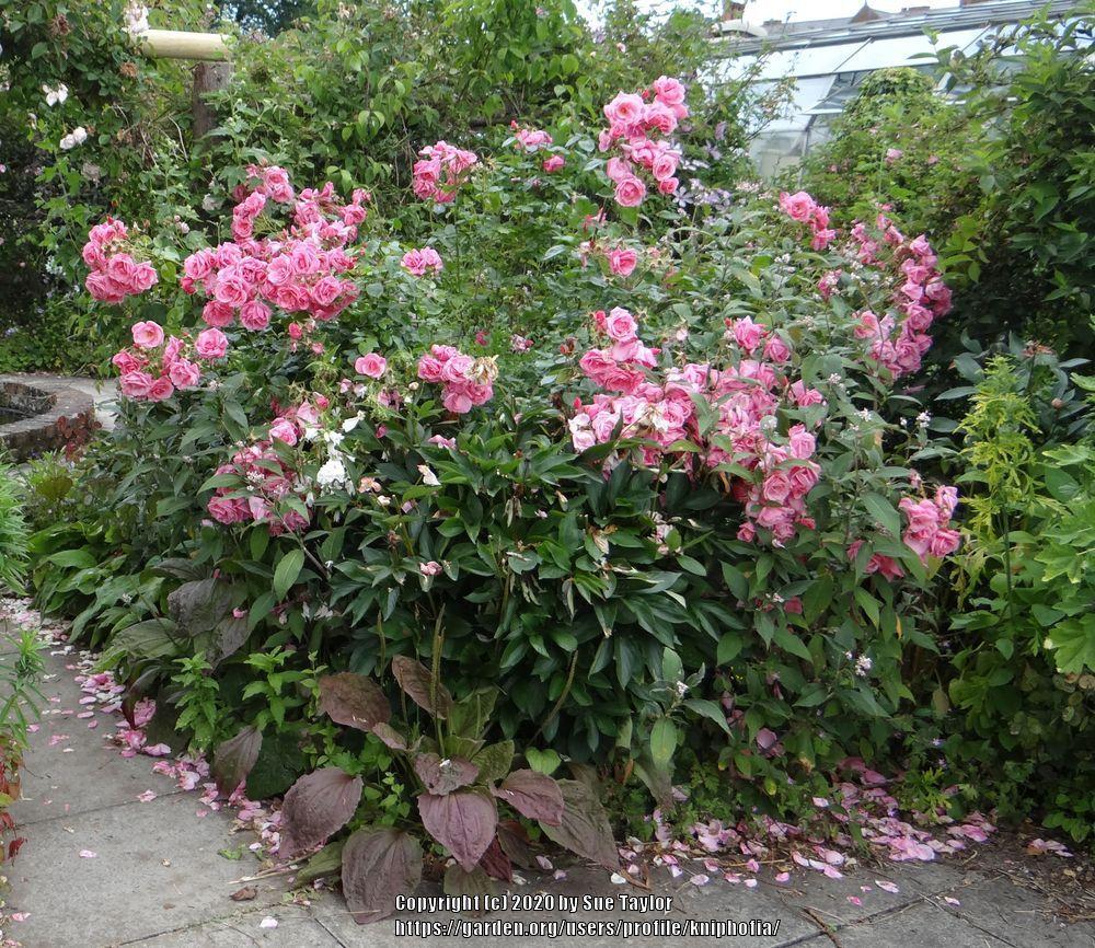 Photo of Rose (Rosa 'Armada') uploaded by kniphofia