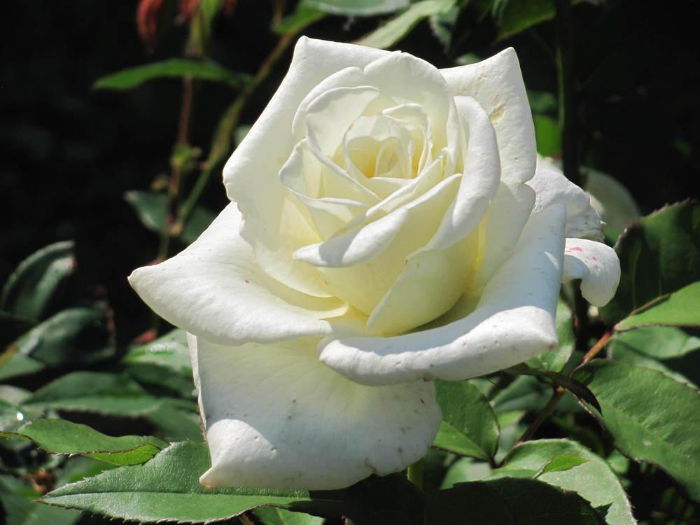 Photo of Rose (Rosa 'John F. Kennedy') uploaded by roseman2000