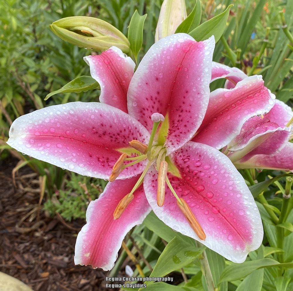 Photo of Lilies (Lilium) uploaded by scflowers