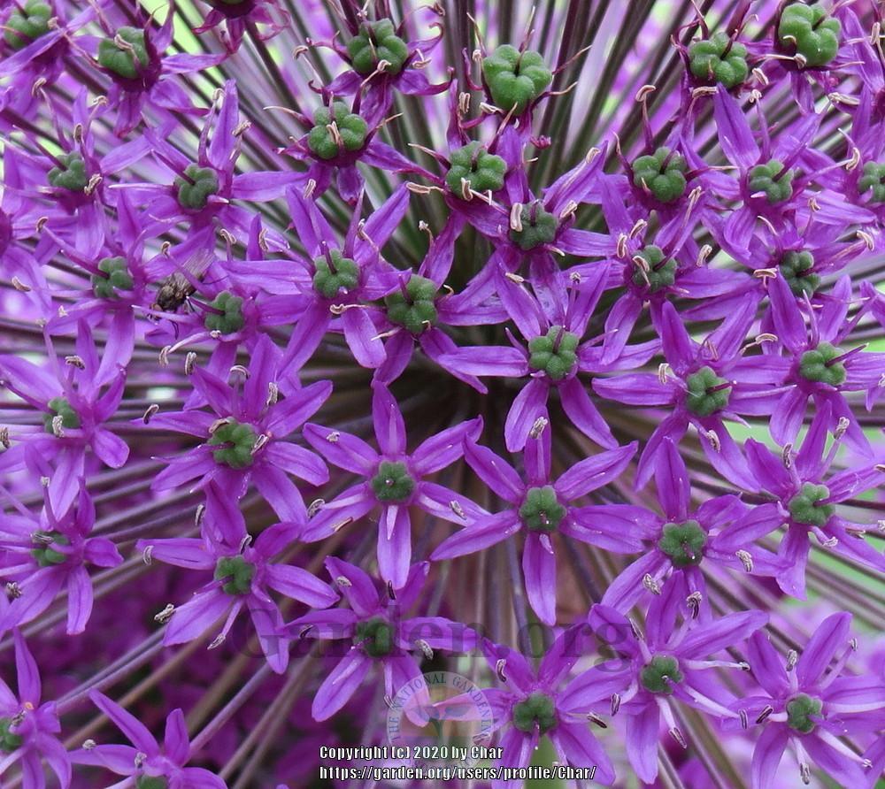Photo of Flowering Onion (Allium 'Purple Sensation') uploaded by Char