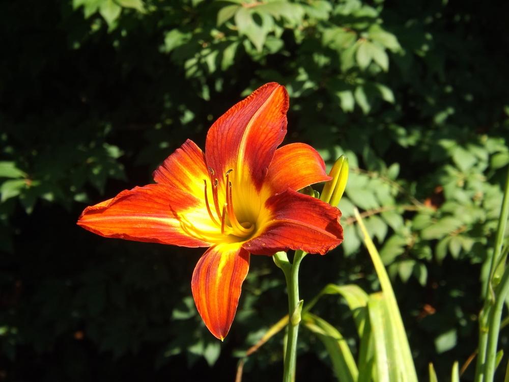 Photo of Daylily (Hemerocallis 'August Flame') uploaded by Curlycollards