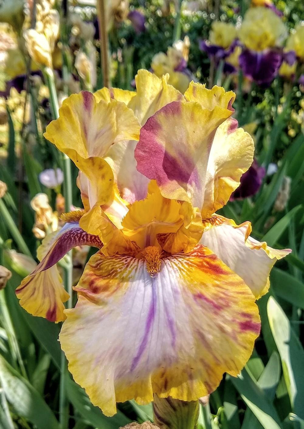 Photo of Tall Bearded Iris (Iris 'Toucan Tango') uploaded by Gretchenlasater