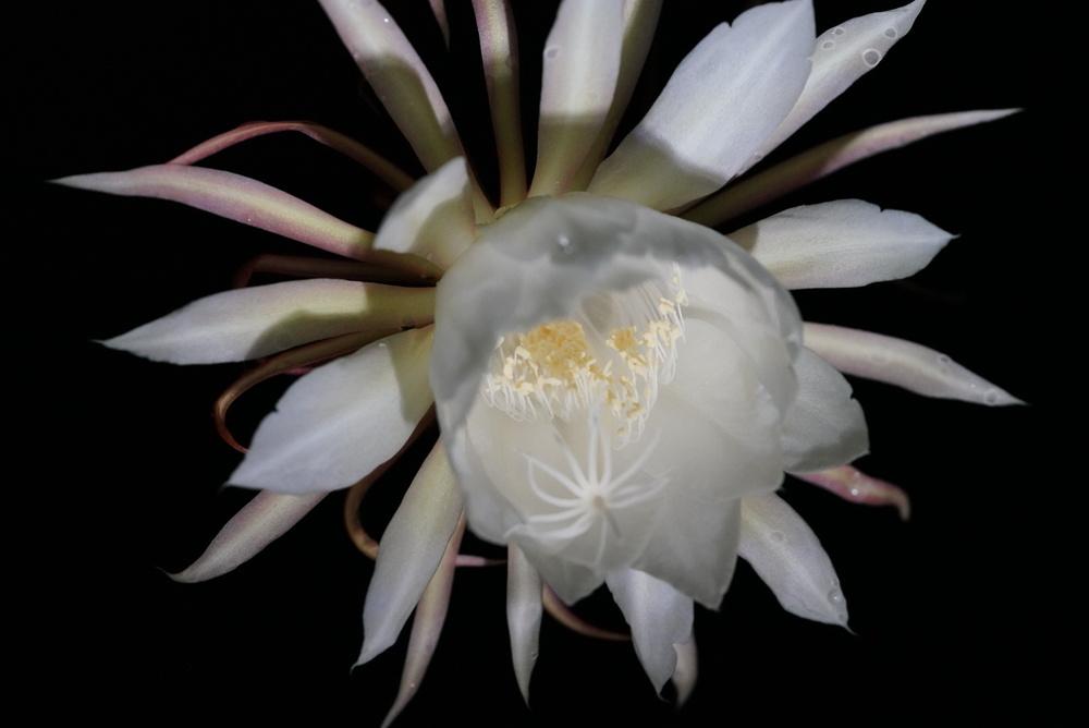 Photo of Queen of the Night (Epiphyllum oxypetalum) uploaded by Islandview