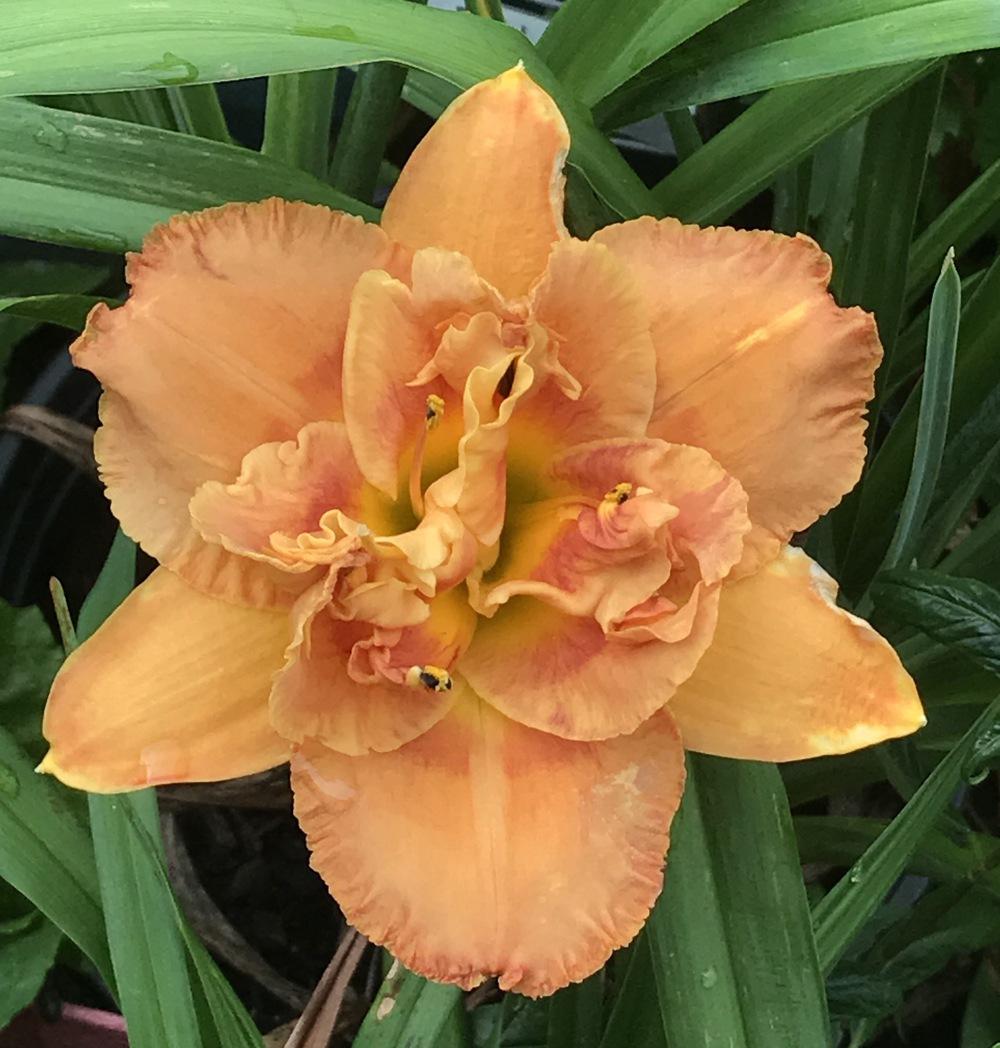 Photo of Daylily (Hemerocallis 'Root Beer Float') uploaded by bxncbx