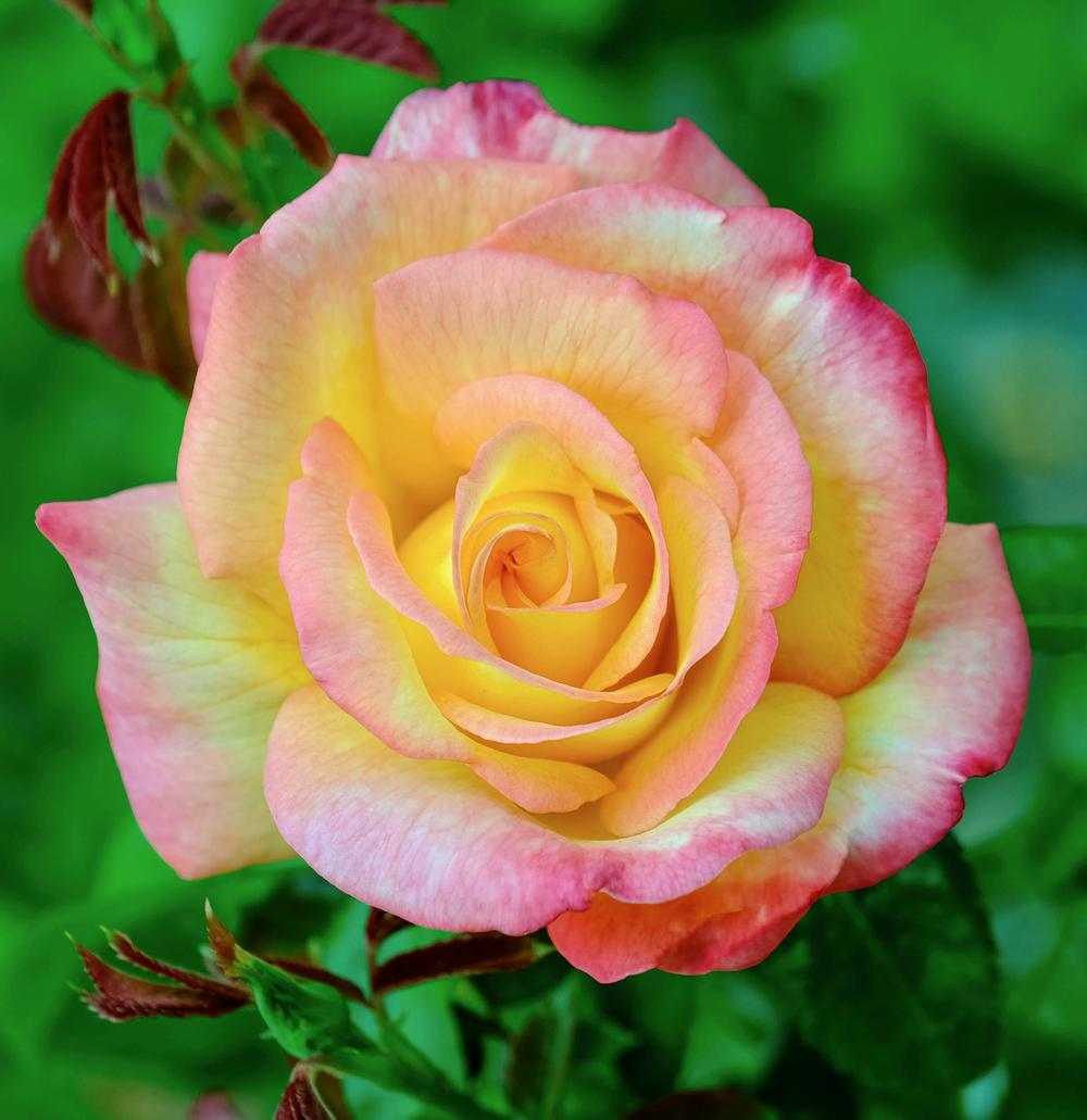 Photo of Floribunda Rose (Rosa 'Sheila's Perfume') uploaded by AnnKNCalif