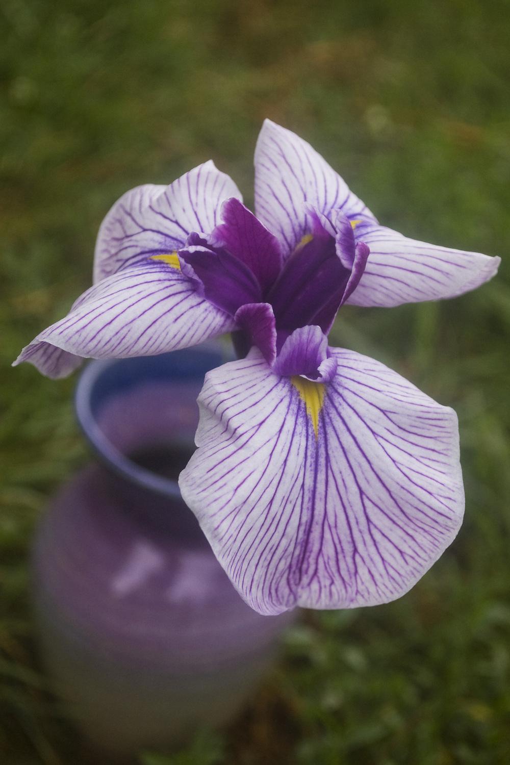 Photo of Irises (Iris) uploaded by AudreyDee