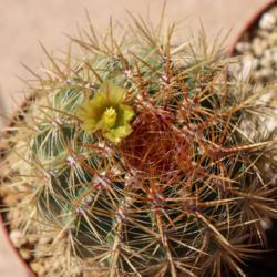 Location: Baja California
Date: 2020-07-11
First flower, 6 inch pot