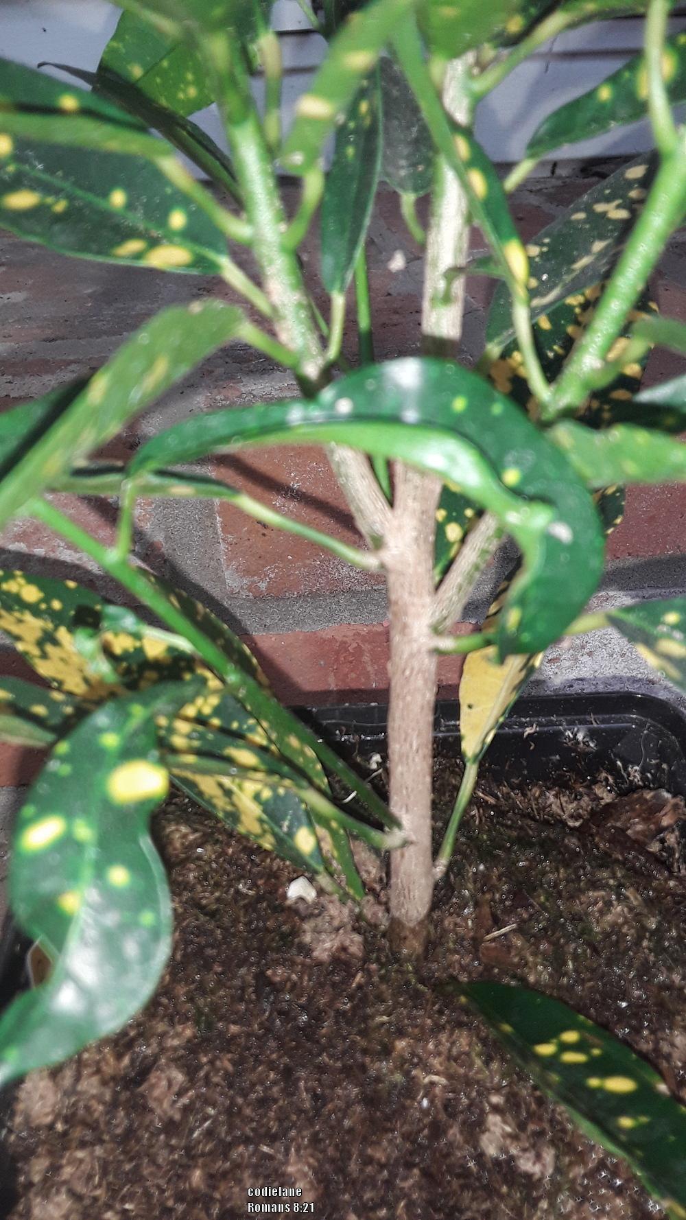 Photo of Croton (Codiaeum variegatum 'Aureo Maculatum') uploaded by codielane