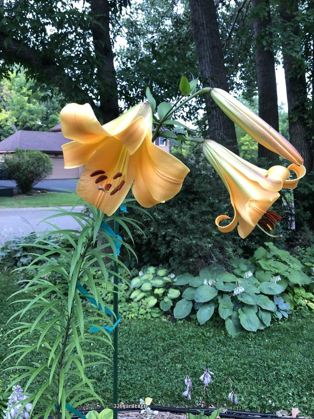 Photo of Lily (Lilium African Queen) uploaded by crawgarden