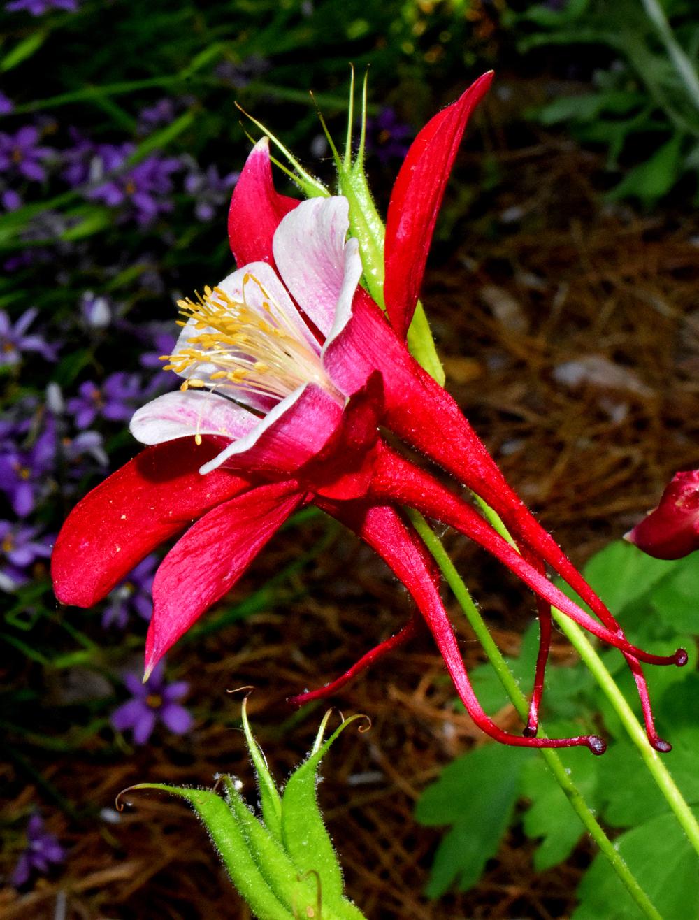 Photo of Columbine (Aquilegia coerulea Origami™ Red & White) uploaded by dawiz1753