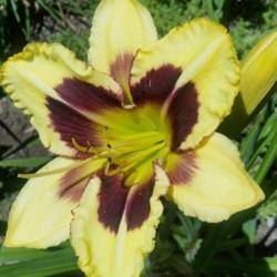 Location: Jeanne's garden, Eagle Point, Oregon
Date: 2020-07-03
Taken on our annual daylily tour