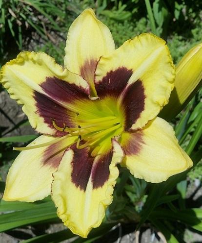 Photo of Daylily (Hemerocallis 'Tar and Feather') uploaded by flowerpower35