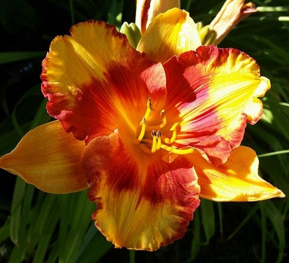 Photo of Daylily (Hemerocallis 'Adorable Tiger') uploaded by flowerpower35
