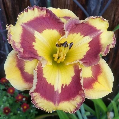 Photo of Daylily (Hemerocallis 'New Paradigm') uploaded by flowerpower35