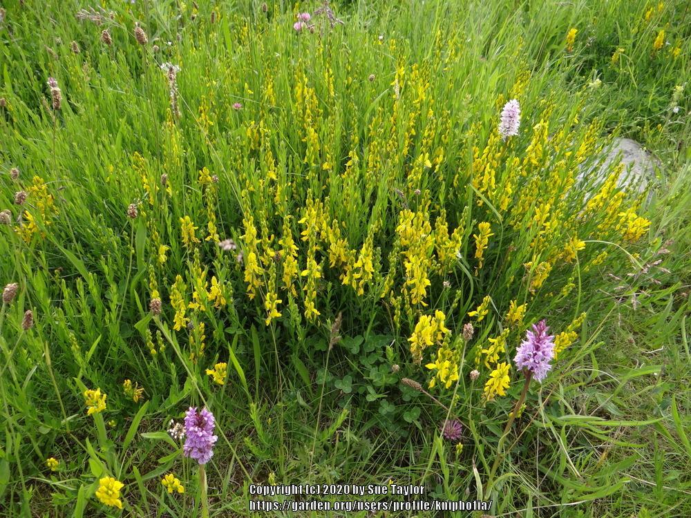 Photo of Yellow Sweetclover (Melilotus officinalis) uploaded by kniphofia
