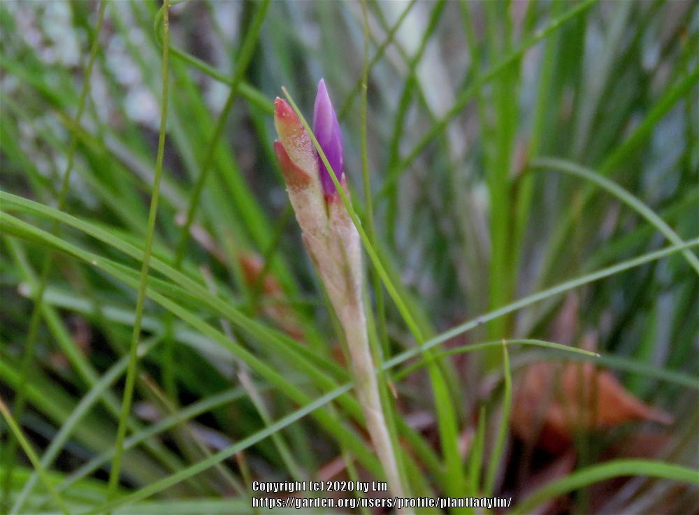 Photo of Southern needleleaf (Tillandsia setacea) uploaded by plantladylin